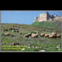 17448 04 063 Aphamea Syrien 2011.JPG